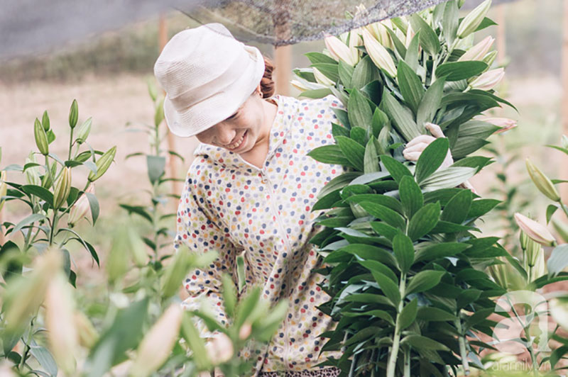 8/3 hoa ly làng Tây Tựu vẫn mất giá, người dân bình thản bảo nhau: Không sao đâu, mùa sau sẽ phất!